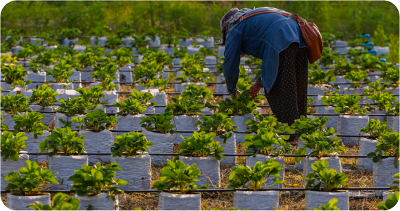 Person working on a farm with rows of plants